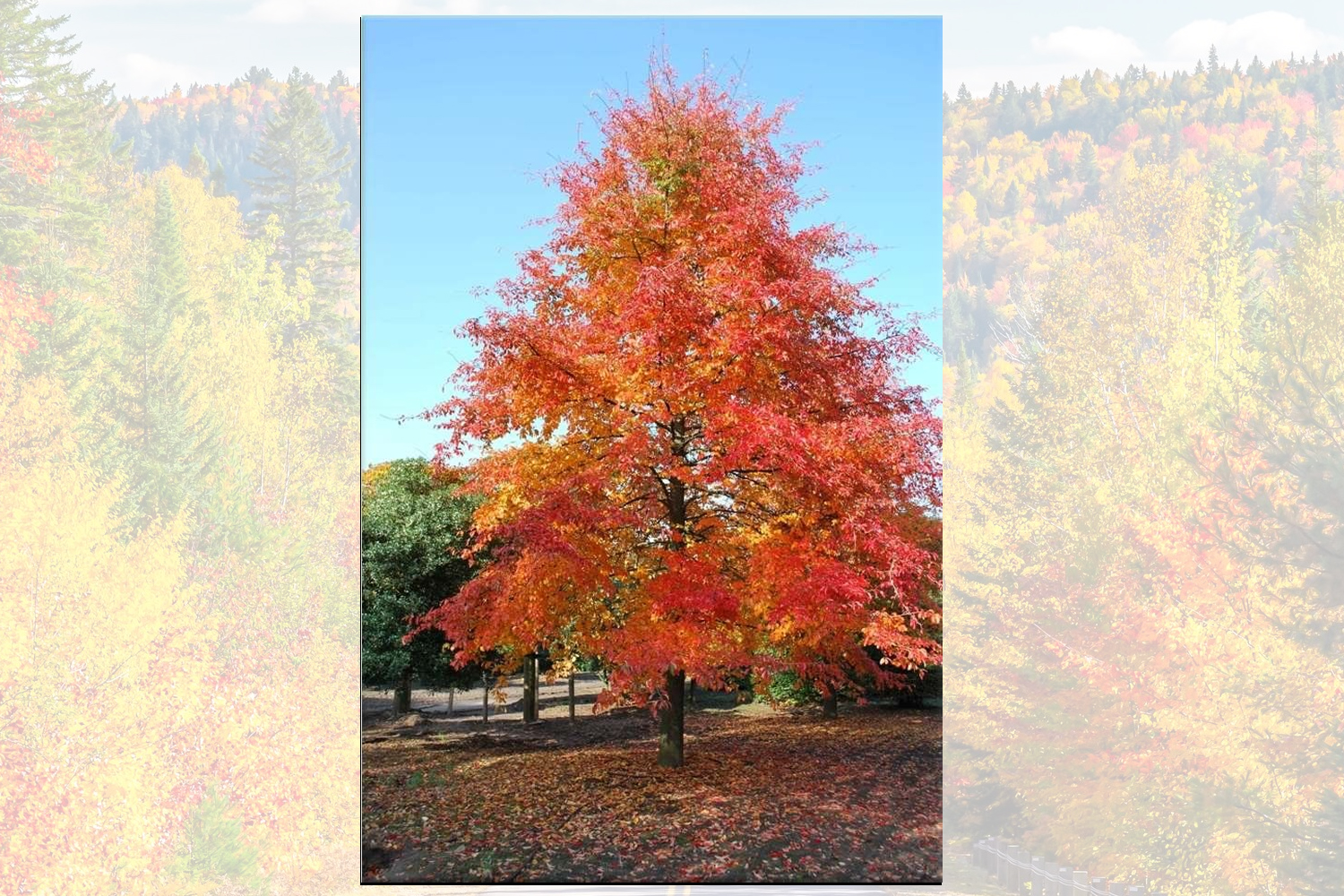 East Hampton Southampton Brookhaven Revegatation Landscape Contractor